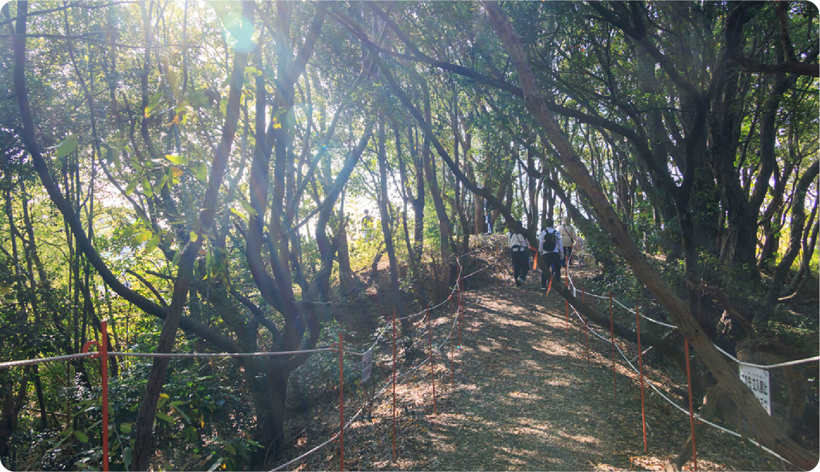 トレジャーフォレスト